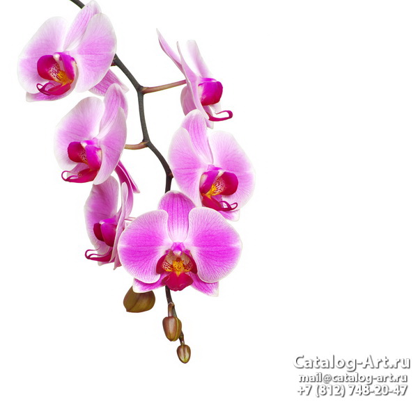 Pink orchids 69